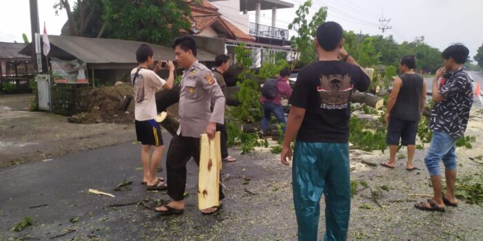 Gerak Cepat, Polsek Sliyeg Tangani Pohon Tumbang Berpotensi Membahayakan Pengguna Jalan Raya Desa Tambi Lor.