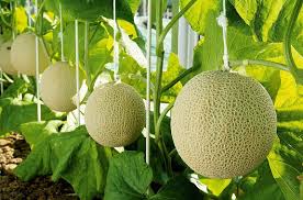 Melon Jepang Premium Dorong Ketahanan Pangan